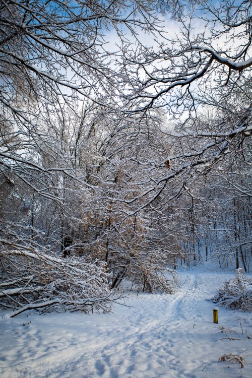 Ice Storm ©Shireen Nadir 2013