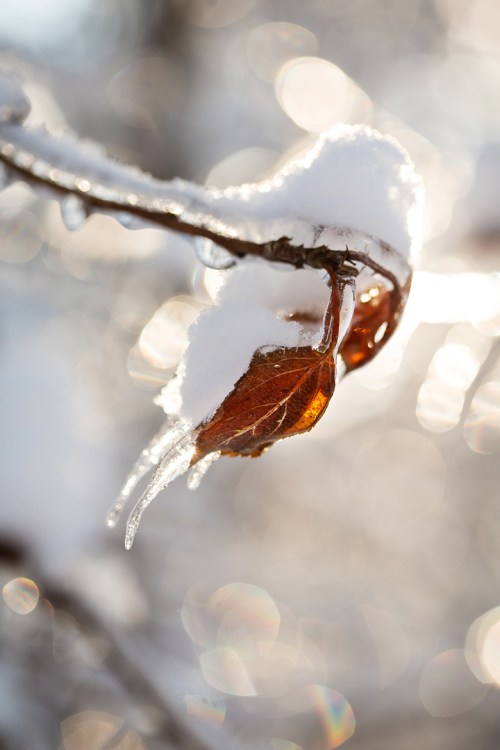Ice Storm ©Shireen Nadir 2013