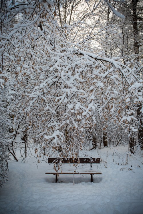 Ice Storm ©Shireen Nadir 2013