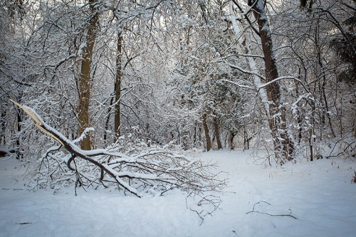 Ice Storm ©Shireen Nadir 2013
