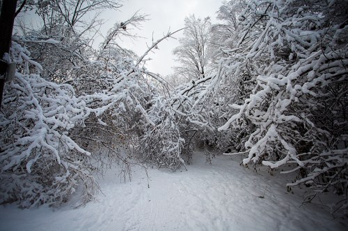 Ice Storm ©Shireen Nadir 2013