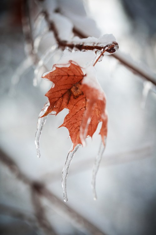 Ice Storm ©Shireen Nadir 2013