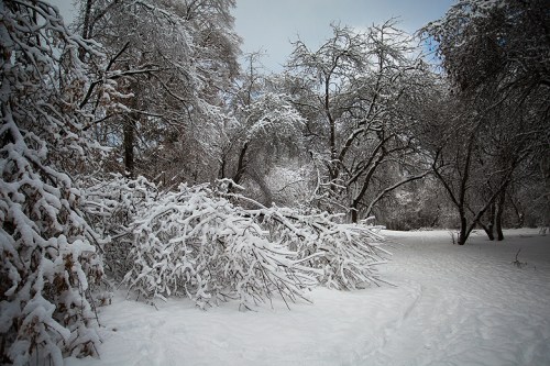Ice Storm ©Shireen Nadir 2013