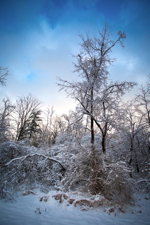 Ice Storm ©Shireen Nadir 2013