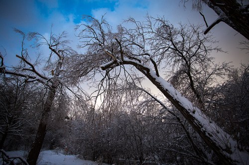 Ice Storm ©Shireen Nadir 2013