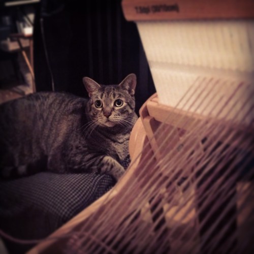 Junior Foreman, supervising the first few inches of weaving.