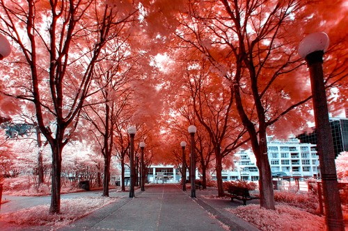 Infrared Photography ©Shireen Nadir 2014