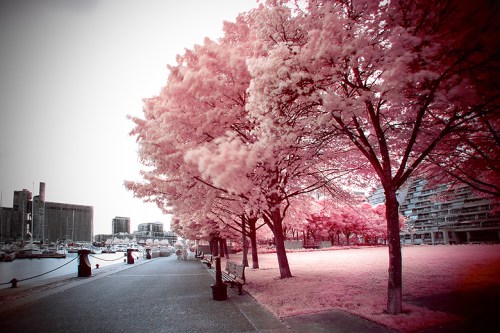 Infrared Photography ©Shireen Nadir 2014