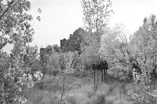 Infrared Photography ©Shireen Nadir 2014