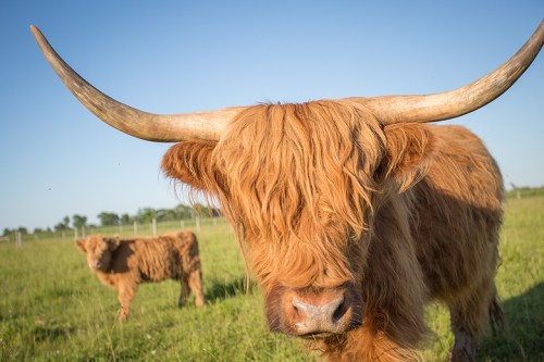 ©Shireen Nadir 2014