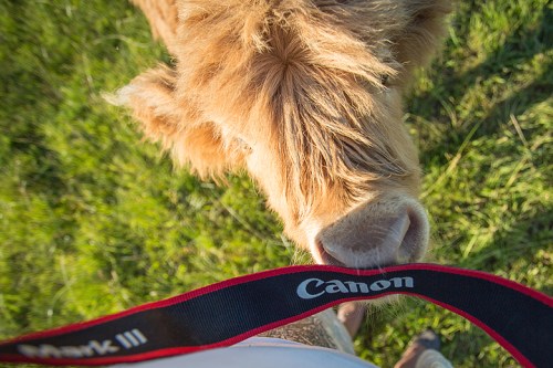 ©Shireen Nadir 2014