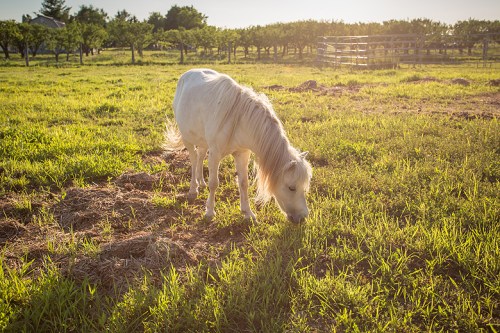 ©Shireen Nadir 2014