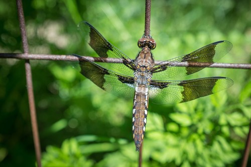 This good-looking guy, who came to hang out at the booth.