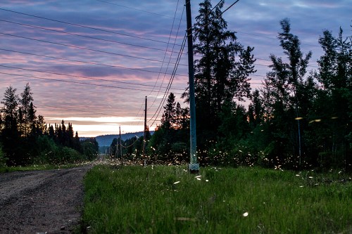 ©Shireen Nadir 2014