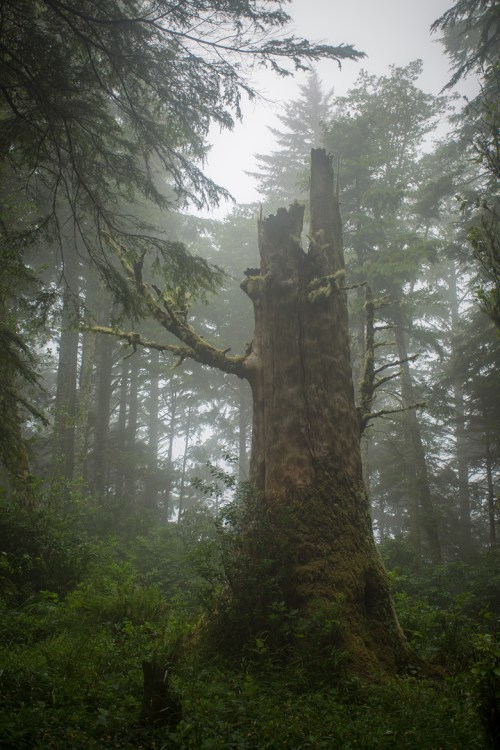 Cape Perpetua ©Shireen Nadir 2014