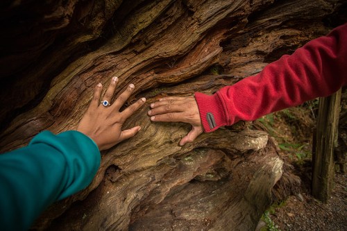 This is the root system of a fallen tree that is 3000 years old!