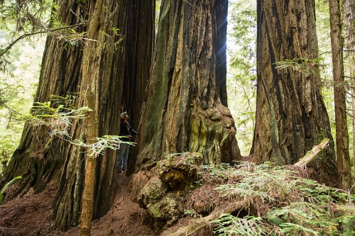 ©Shireen Nadir 2014