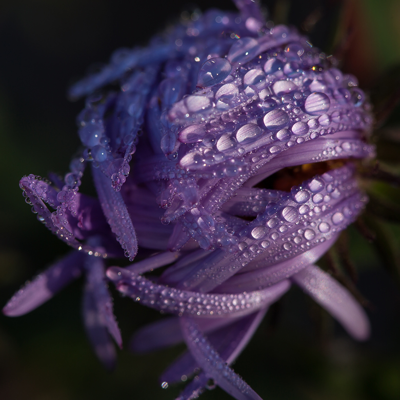 ©Shireen Nadir 2014