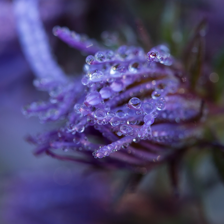 ©Shireen Nadir 2014