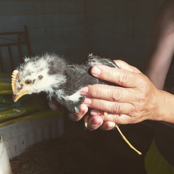 I got to hold Kim's baby chickens, so soft!