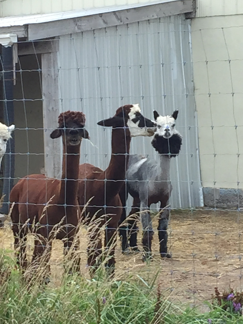 Alpacas at Eighth and&nbsp;Mud
