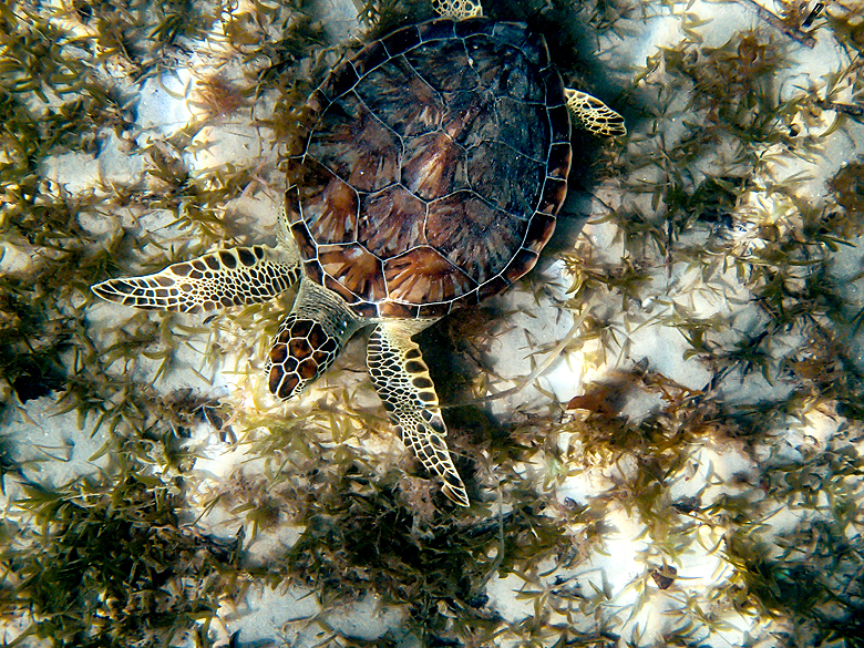 Dark, Moody Neutrals