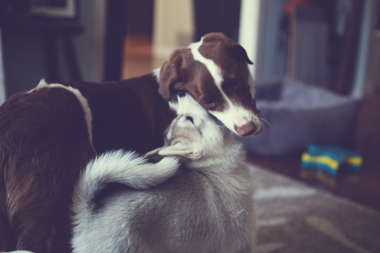 Sammy Update; Double&nbsp;Trouble!