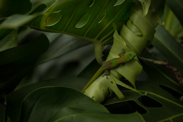 Hawaii – Day&nbsp;2